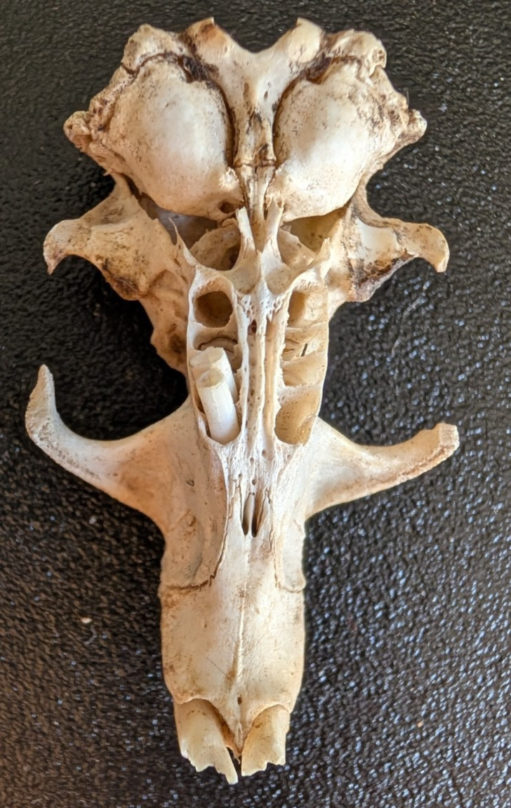 10 Owl Pellet Skulls with/without Braincases. Bone Brush/ Chart/Storage.