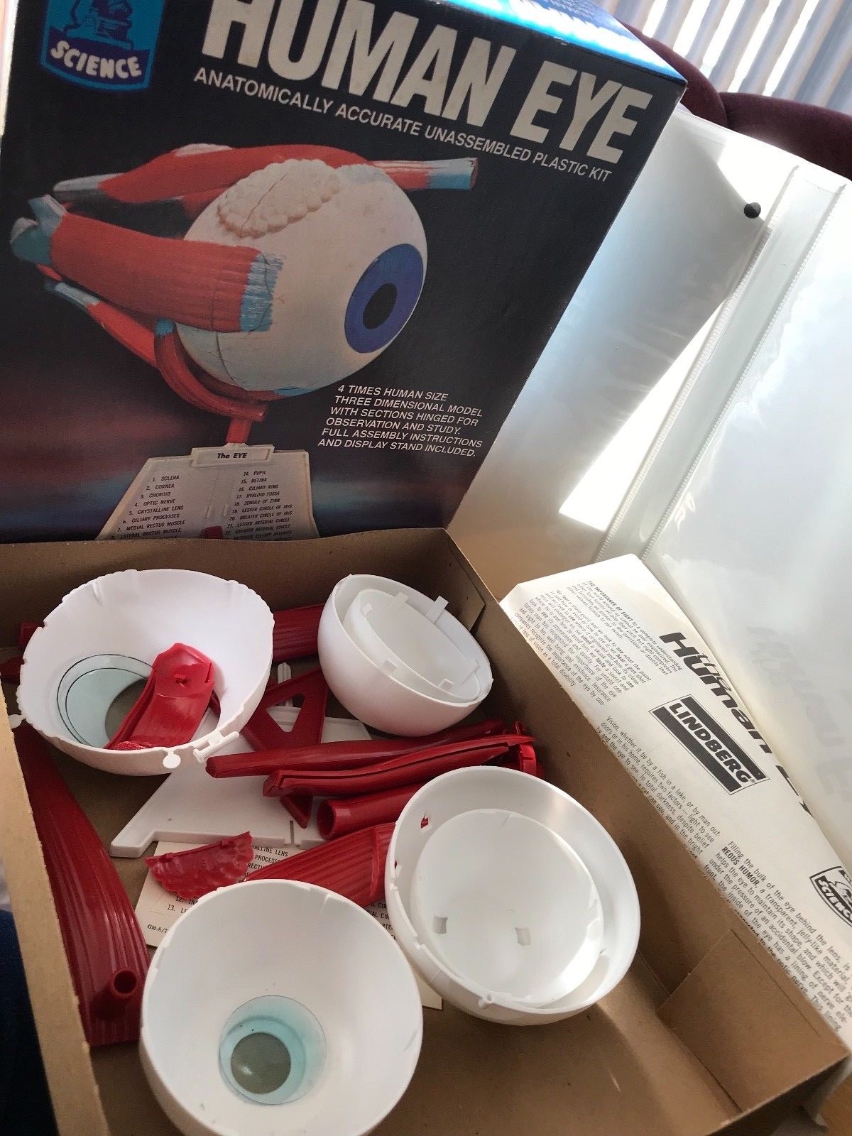 1982 LINDBERG Human Eye Anatomically Accurate UNASSEMBLED Plastic Model Kit 1336