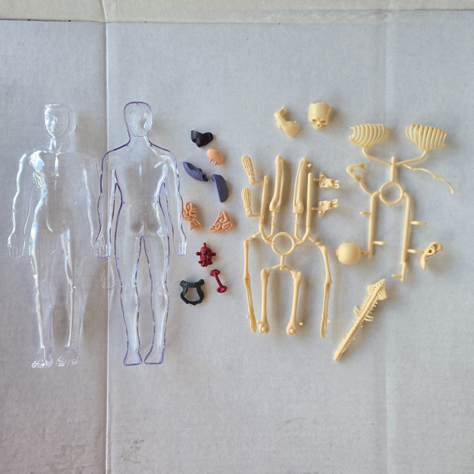 Human Anatomy Model Kit, 3D Detachable Body Parts Skeleton Viscera Organs