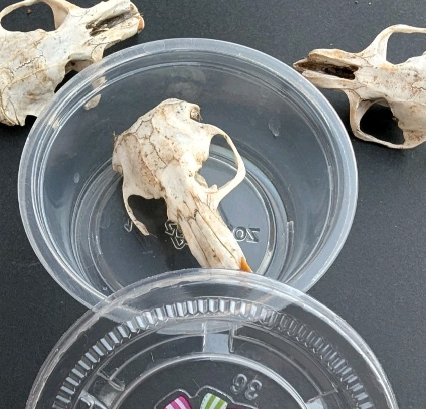 10 Owl Pellet Skulls with/without Braincases. Bone Brush/ Chart/Storage.