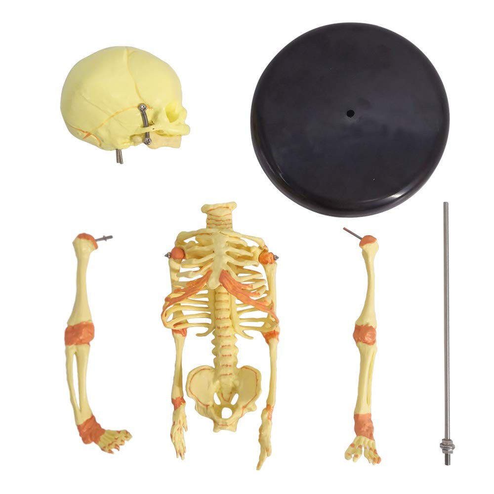 Human Fetus Skeleton, Single Head Human Newborn Baby Skeleton Model for Displ…