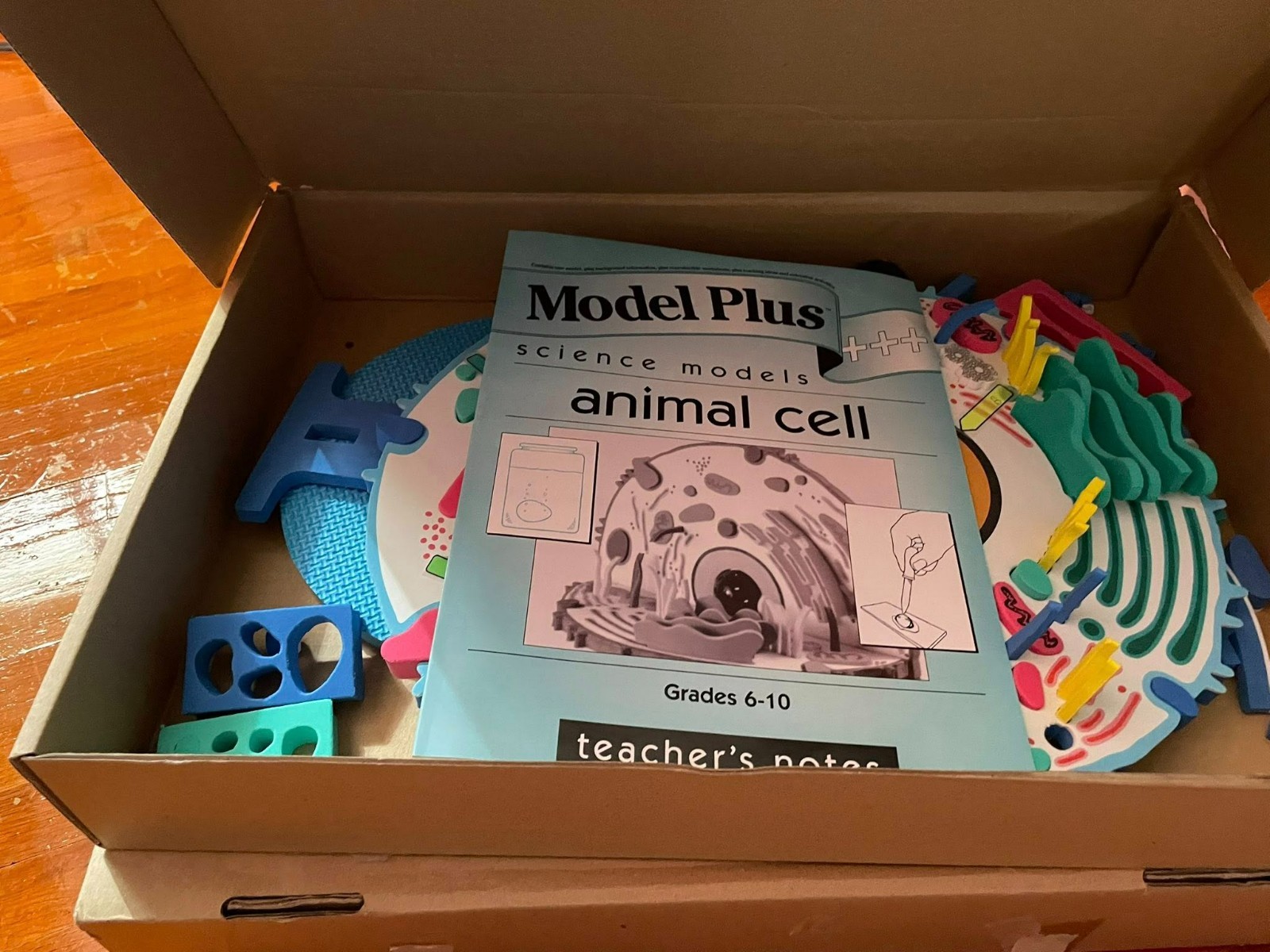 Model Plus Animal Cell Science Models Vintage foam 3d Model Complete