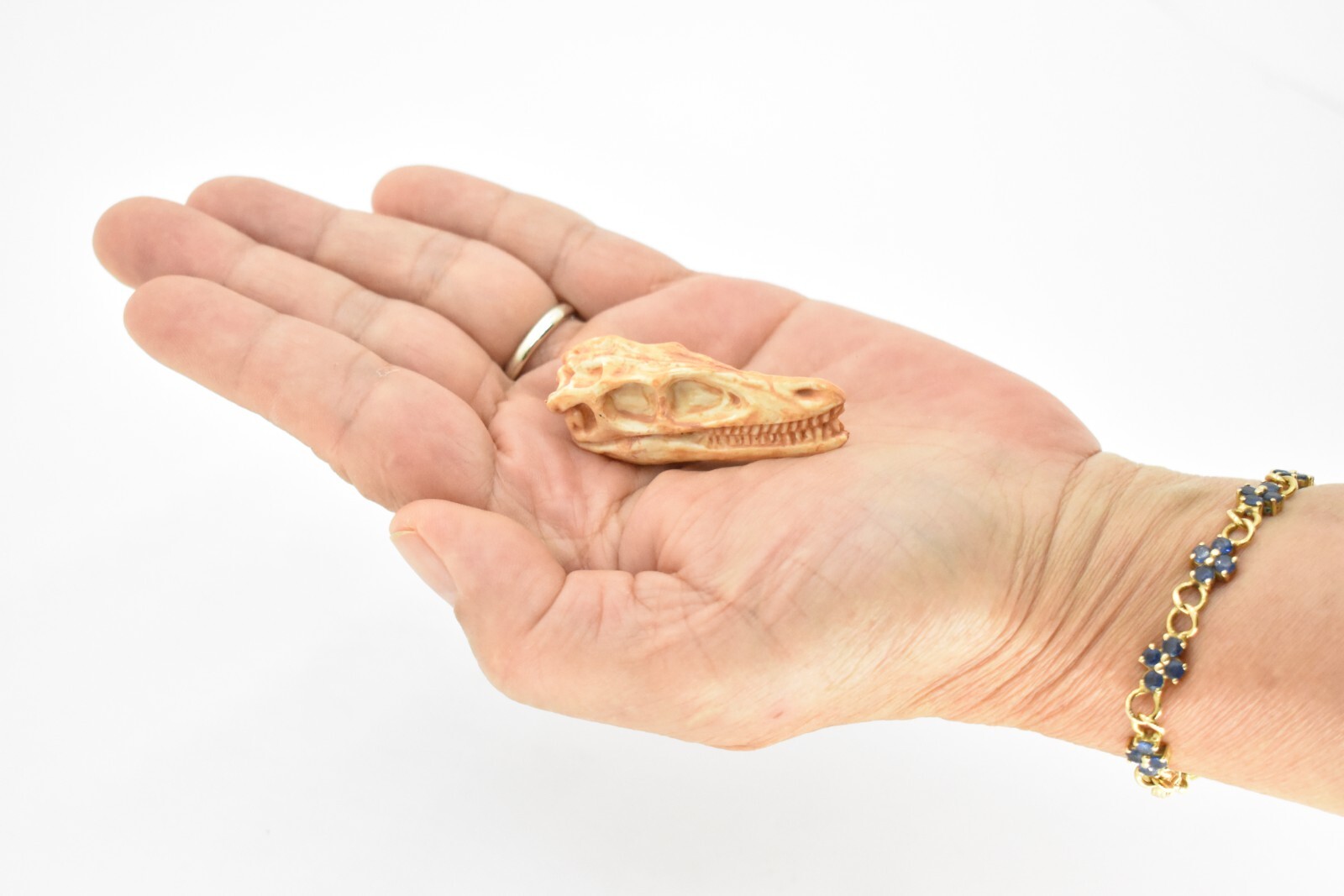 Velociraptor, Dinosaur Skull Fossil, Educational, Realistic Rubber Toy Model 2″