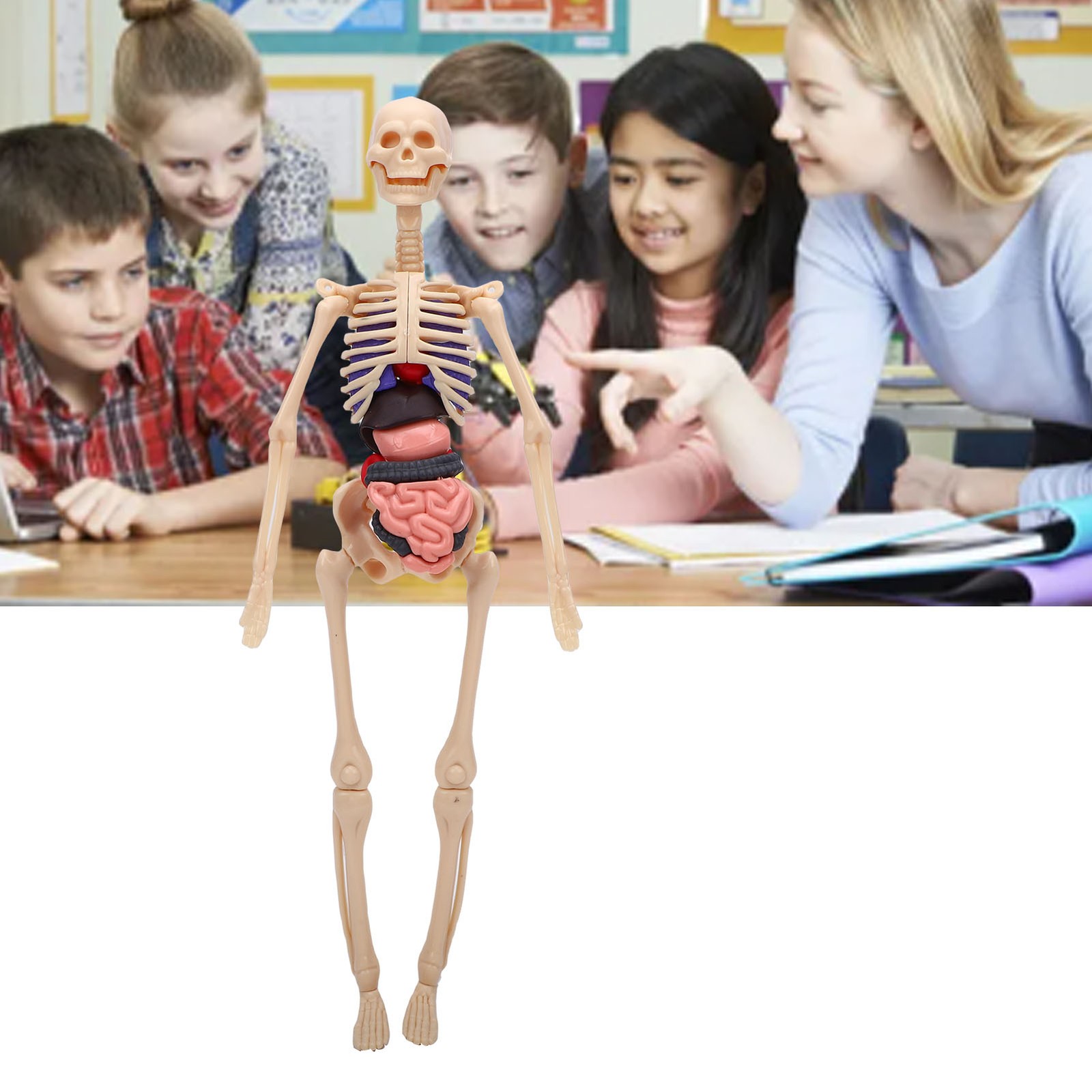 1-Clear Human Body Skeleton Model Kit 3D Human Anatomy Structure Model Kit