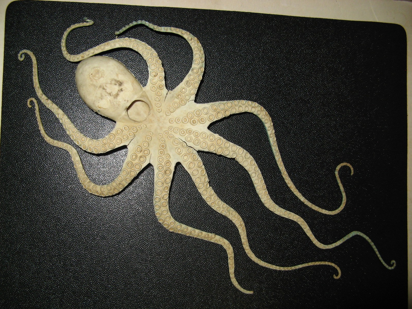 1960s – 1970s ? Vintage 13” Long, Toy Octopus, White & Blue, Hong Kong