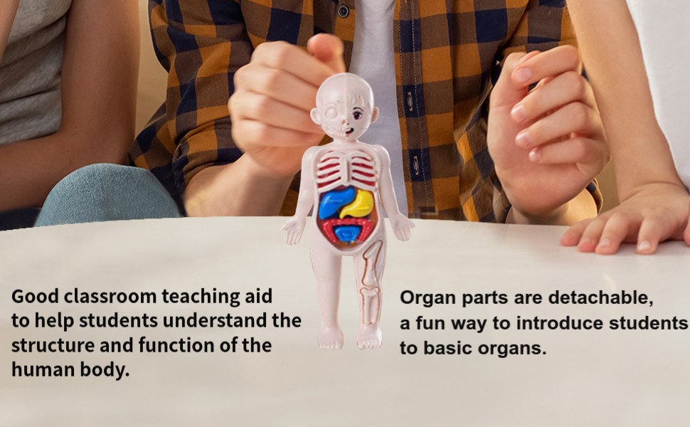 Human Body Puzzle Body Parts Organs 3D Puzzle Toys with 14 Pieces Model for Kids