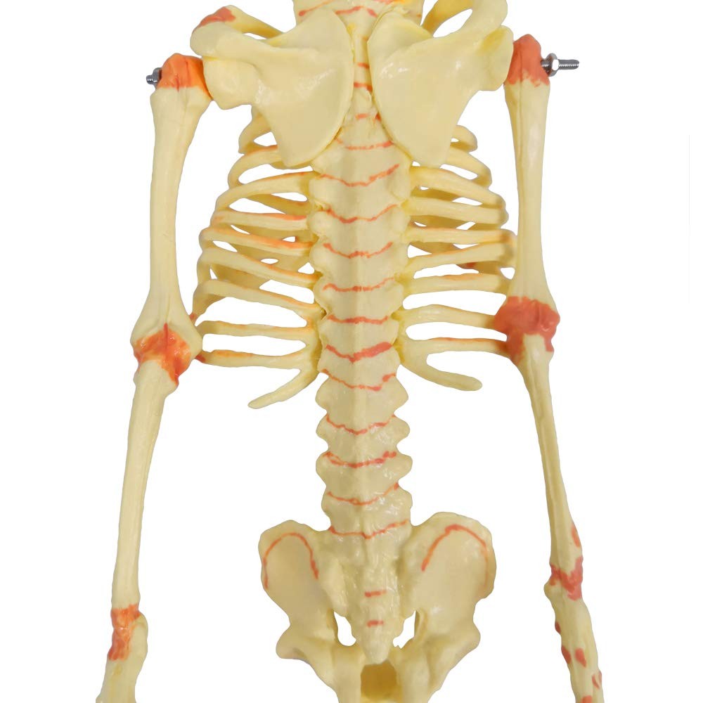 Human Fetus Skeleton, Single Head Human Newborn Baby Skeleton Model for Displ…