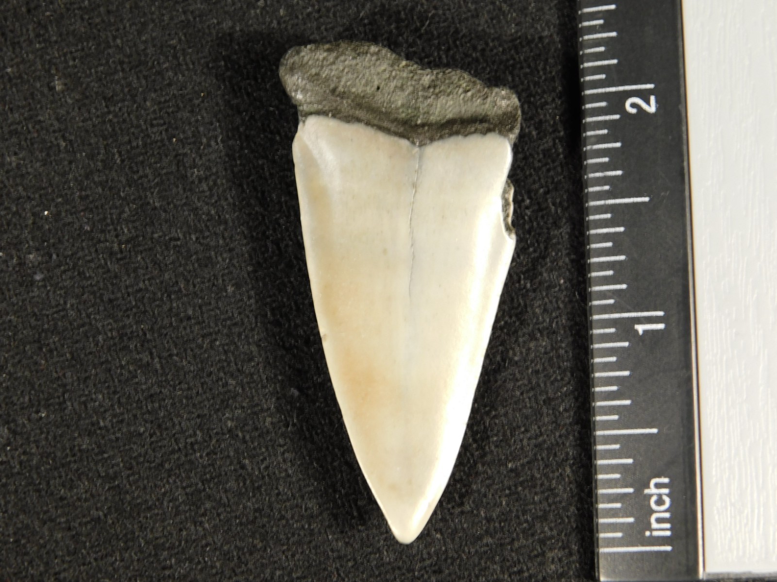 Long Ancestral Great WHITE SHARK Tooth Fossil 100% Natural South Carolina 12.6gr