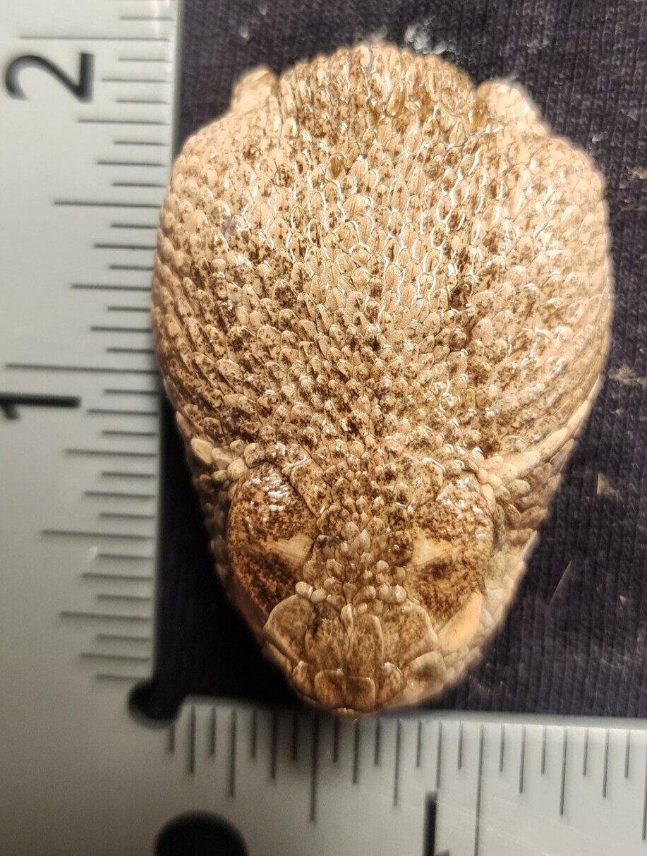 4 Puzzles!! Western Diamondback Rattlesnake Snake Skull FANGS SPECIMEN SK4C