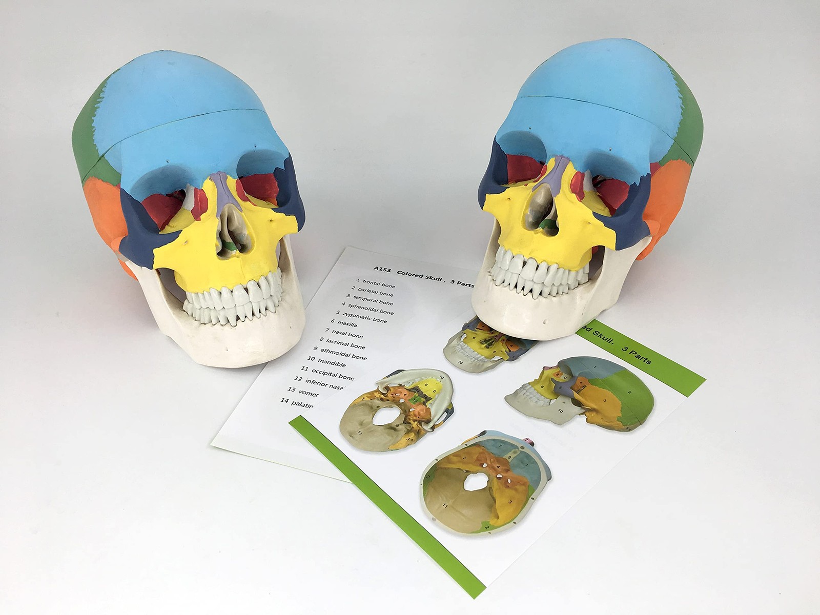 Merinden Painted Human Skull Model Life Size Replica Medical Anatomy Adult