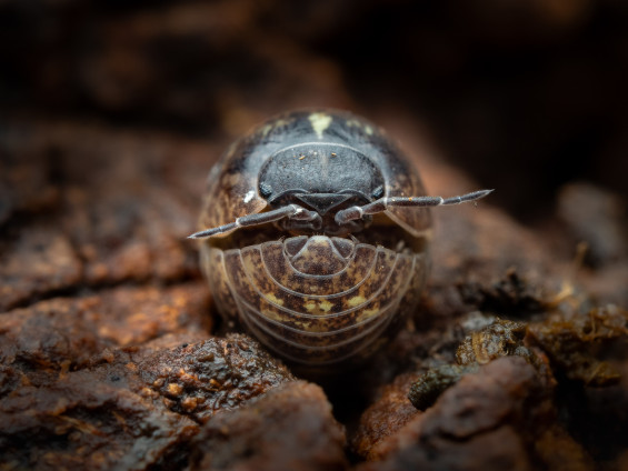 Armadillidium Vulgare Roly Poly/Pill Bugs, Live 20+ Count