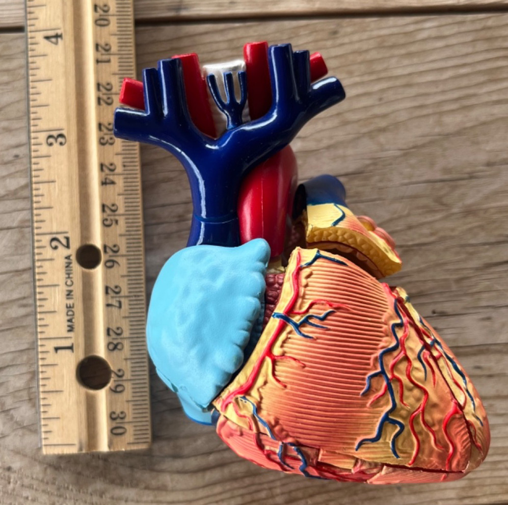Human Anatomy Model Heart 29 Pieces Ages 8+ Learning Resources Assembly Guide