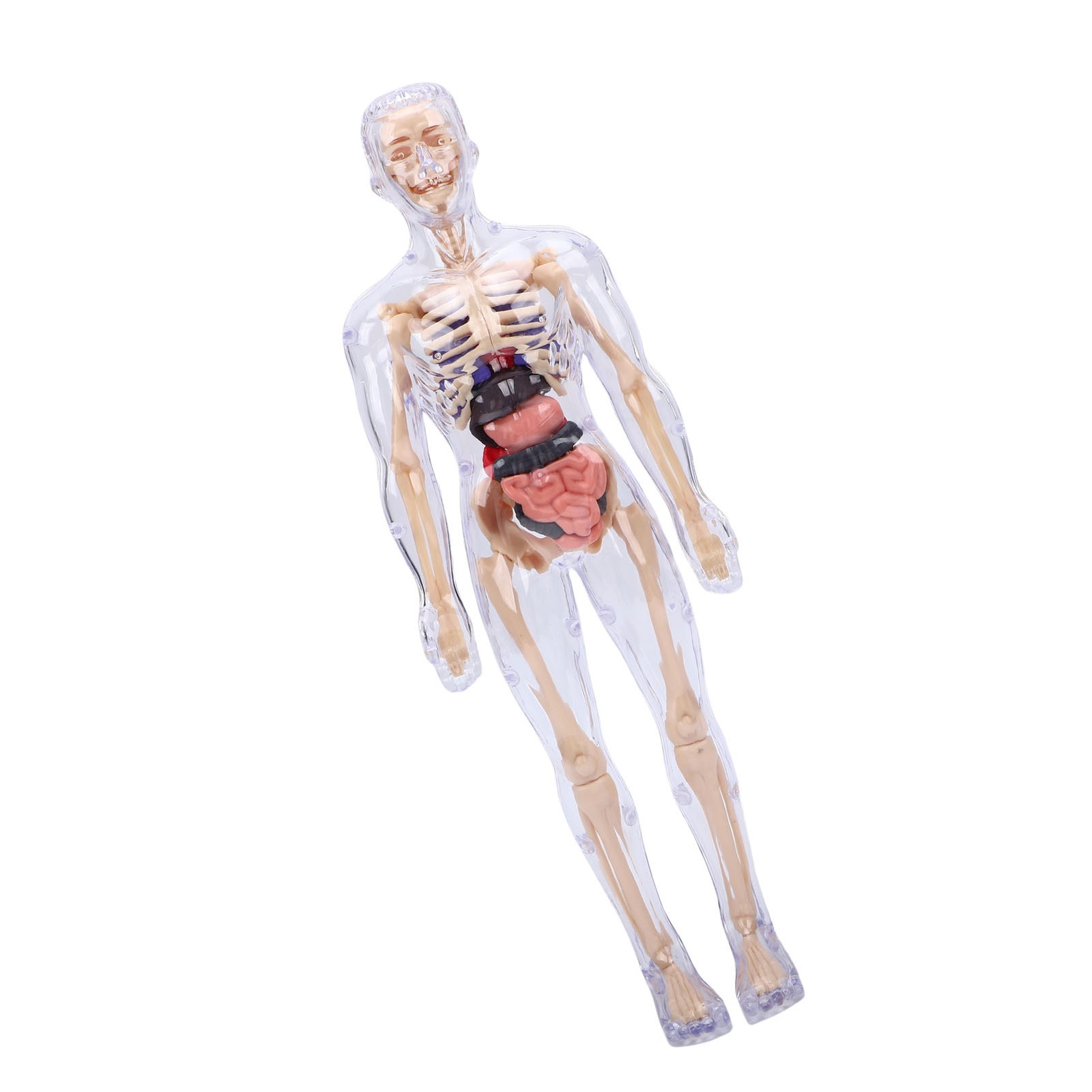 1-Clear Human Body Skeleton Model Kit 3D Human Anatomy Structure Model Kit