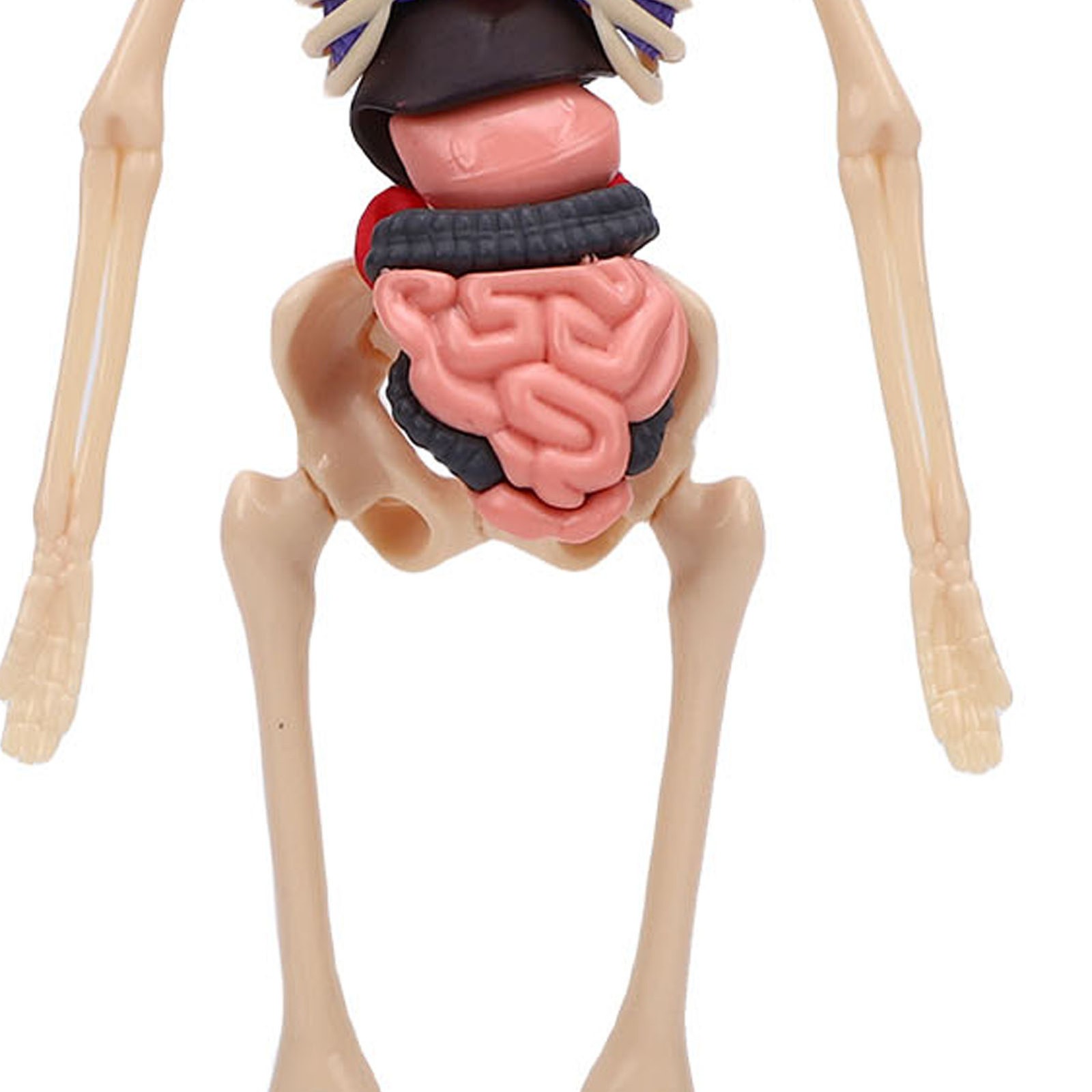 1-Clear Human Body Skeleton Model Kit 3D Human Anatomy Structure Model Kit