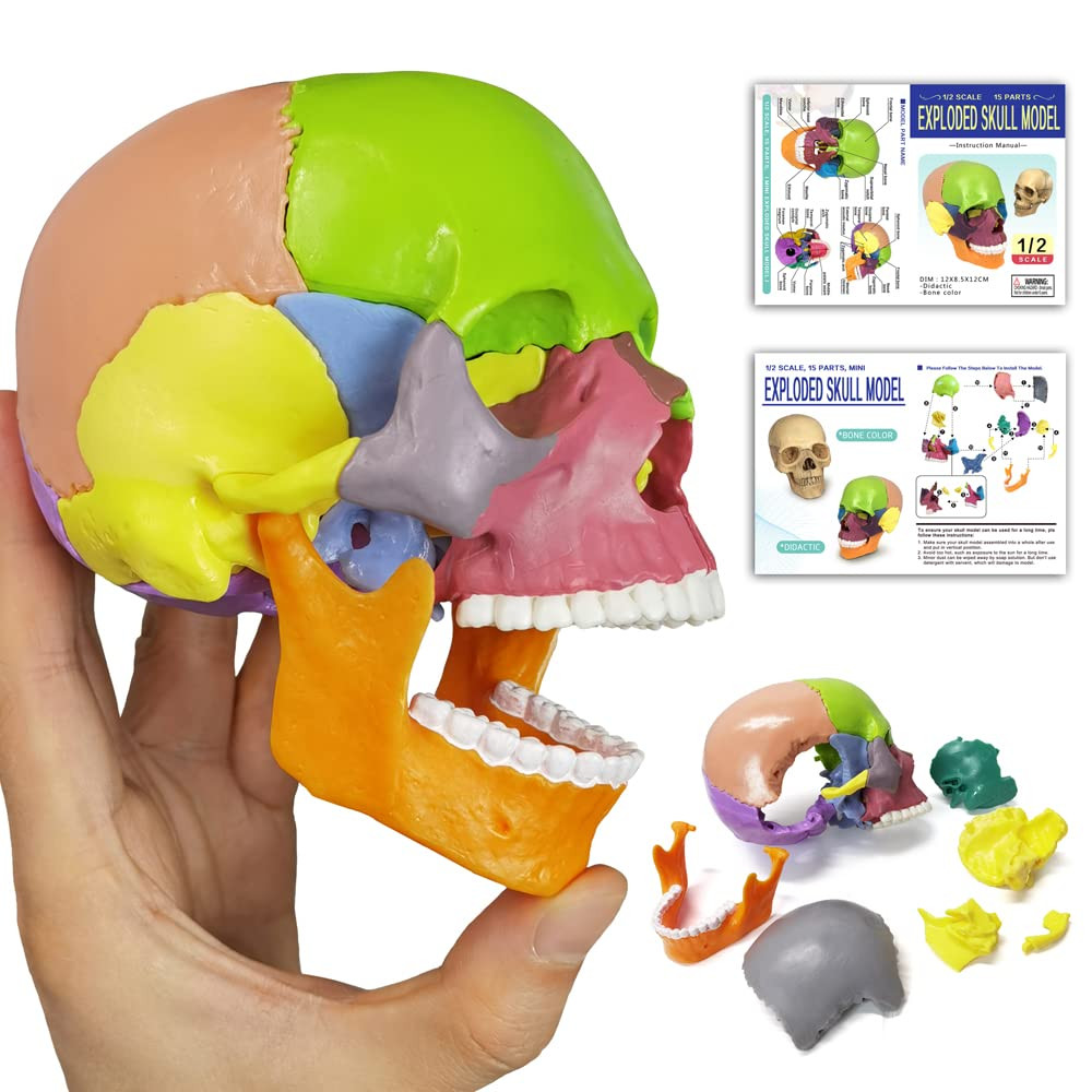 15-Parts Puzzle Anatomy Skull Model,Colorful Medical Brain Model,Human Anatomy E