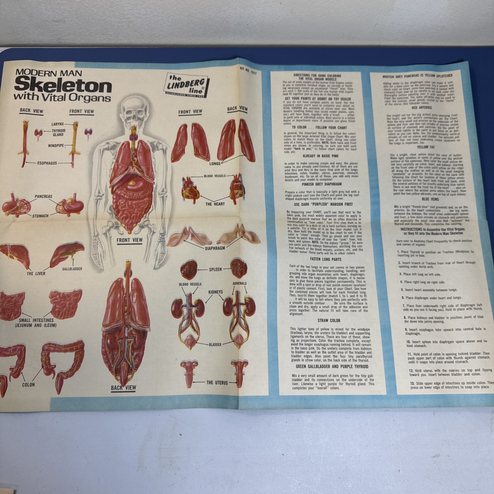 Vtg 70s Oddities Modern Man Skeleton With Vital Organs Model Kit Lindberg Weird