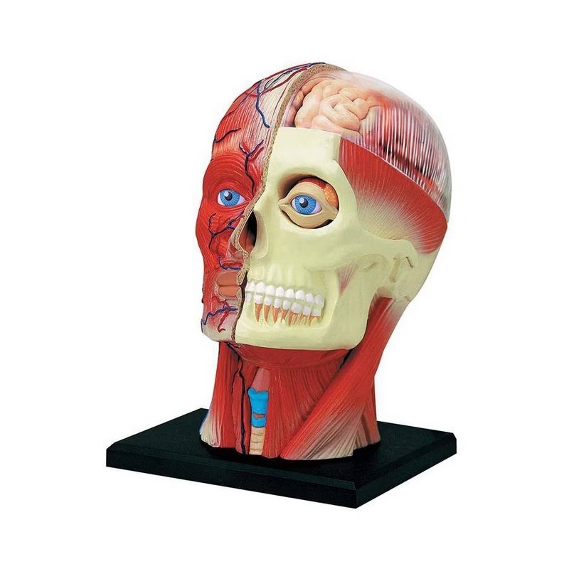 4D Human Anatomy Head Anatomy Model 14 Detachable Parts Educational Tool