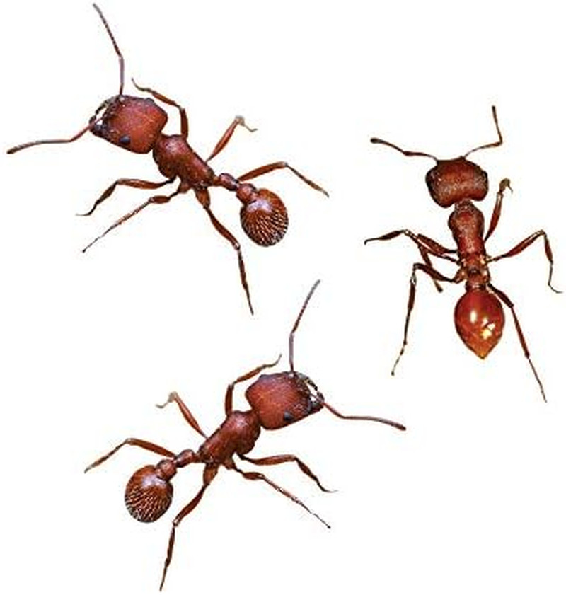 50 Live Western Harvester Ants – Grown in the USA – Includes Ant Life Cycle Stag