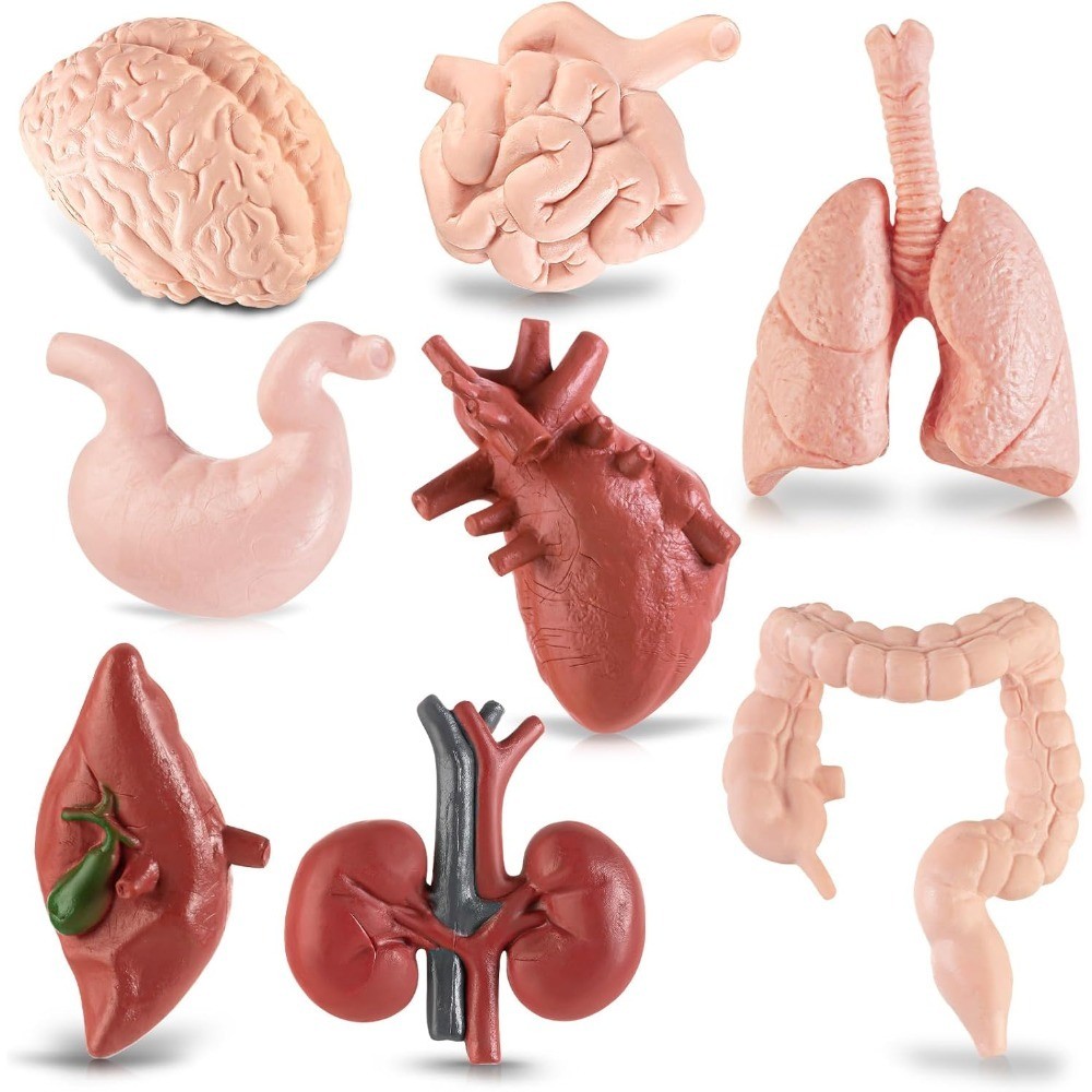 3D Human Body Anatomy Model for 8PCS Removable Parts Educational Learning