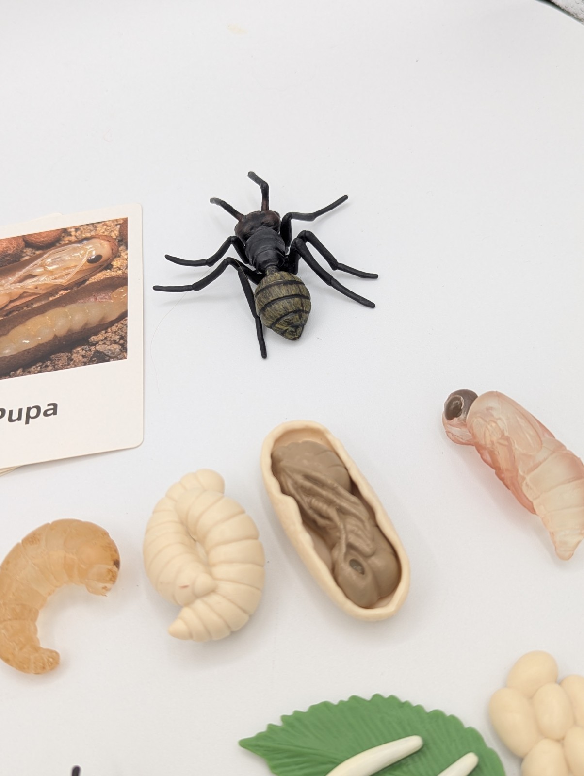 Montessori Educational Home School Bee & Ant Lifecycle Models W/ Flash Cards
