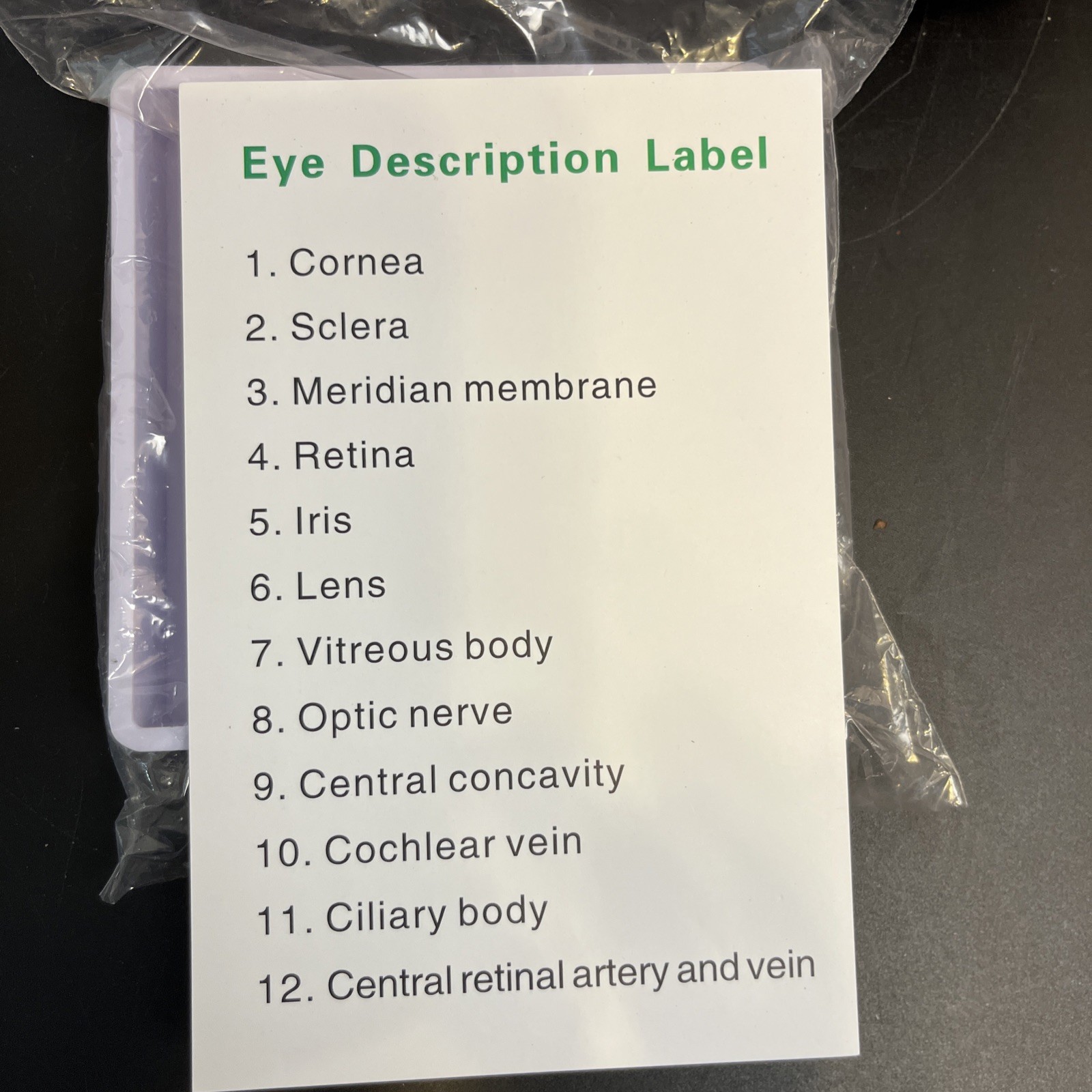 6X Enlarged Human Eye Anatomical Model for Science Classroom Teaching Display