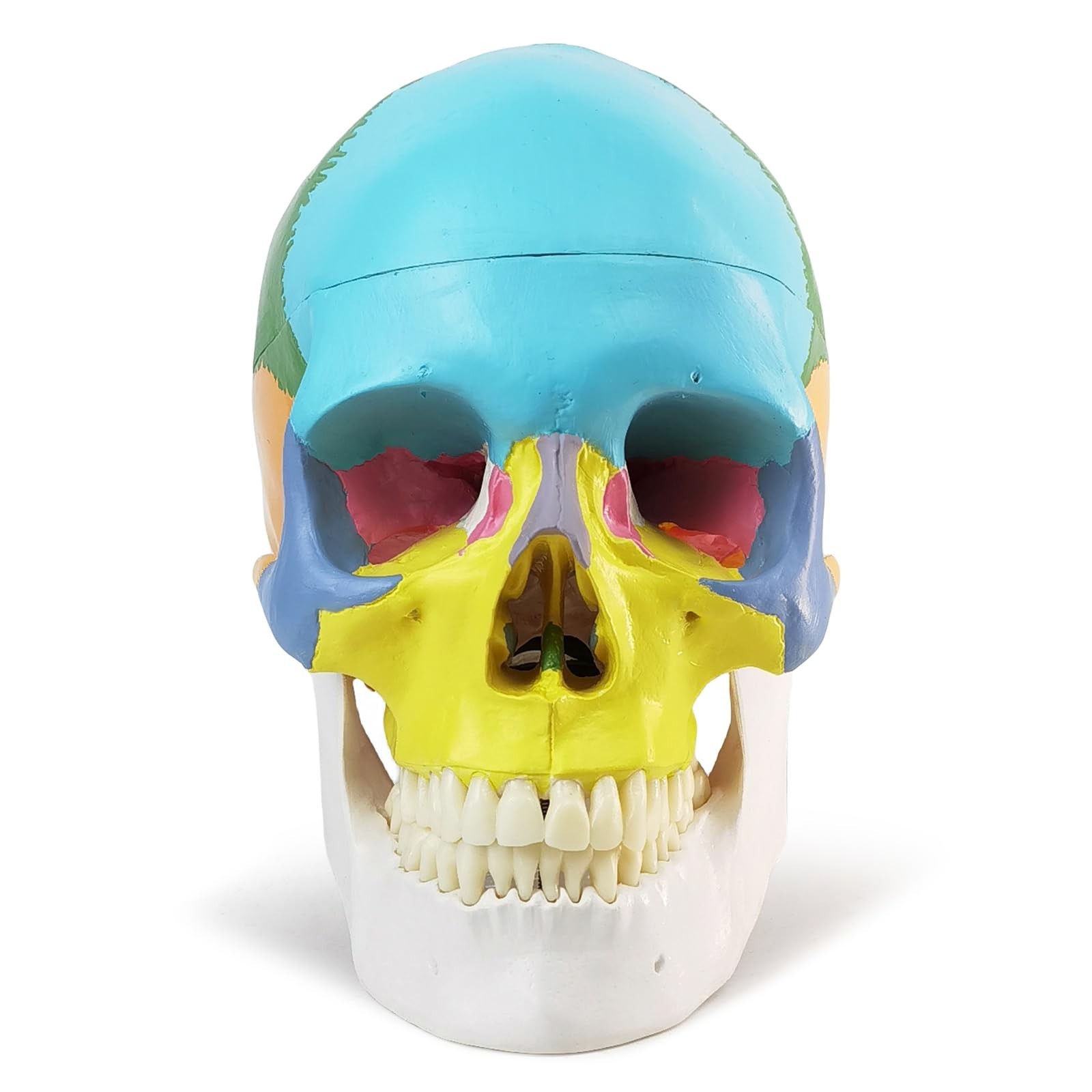 2026 New Anatomy Skull Model,Human Medical Skull Model Dental ClinicTeaching …