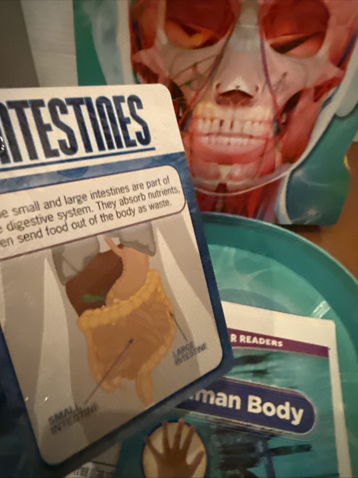 2021 Learning Adventures The Human Body 12” Skeleton, book, stickers, Poster
