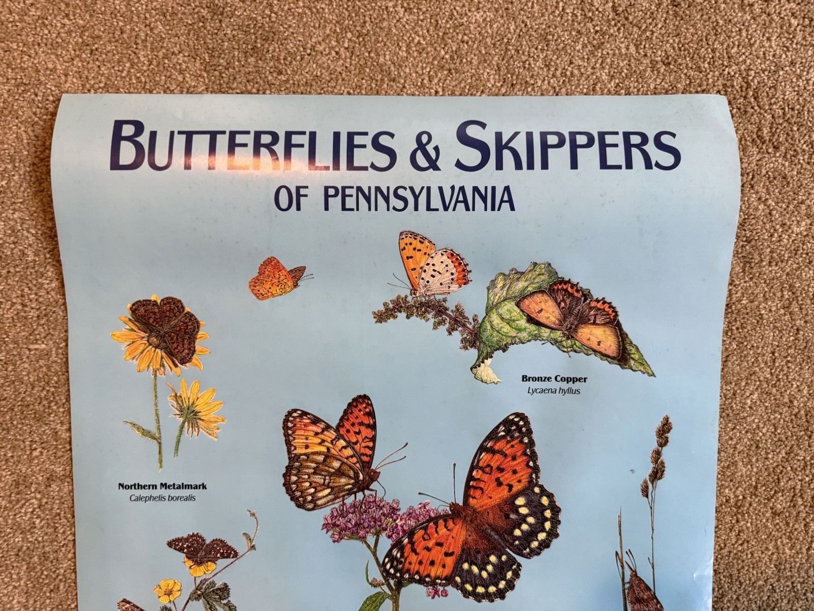 VTG Butterflies & Skippers Of Pennsylvania Conservation Fund 1993 Klinger Poster