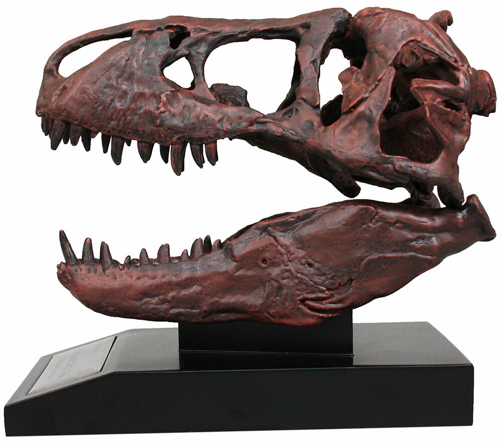 Tyrannosaurus Skull 1/10th Scale Smithsonian Licensed – The Nation’s T.rex