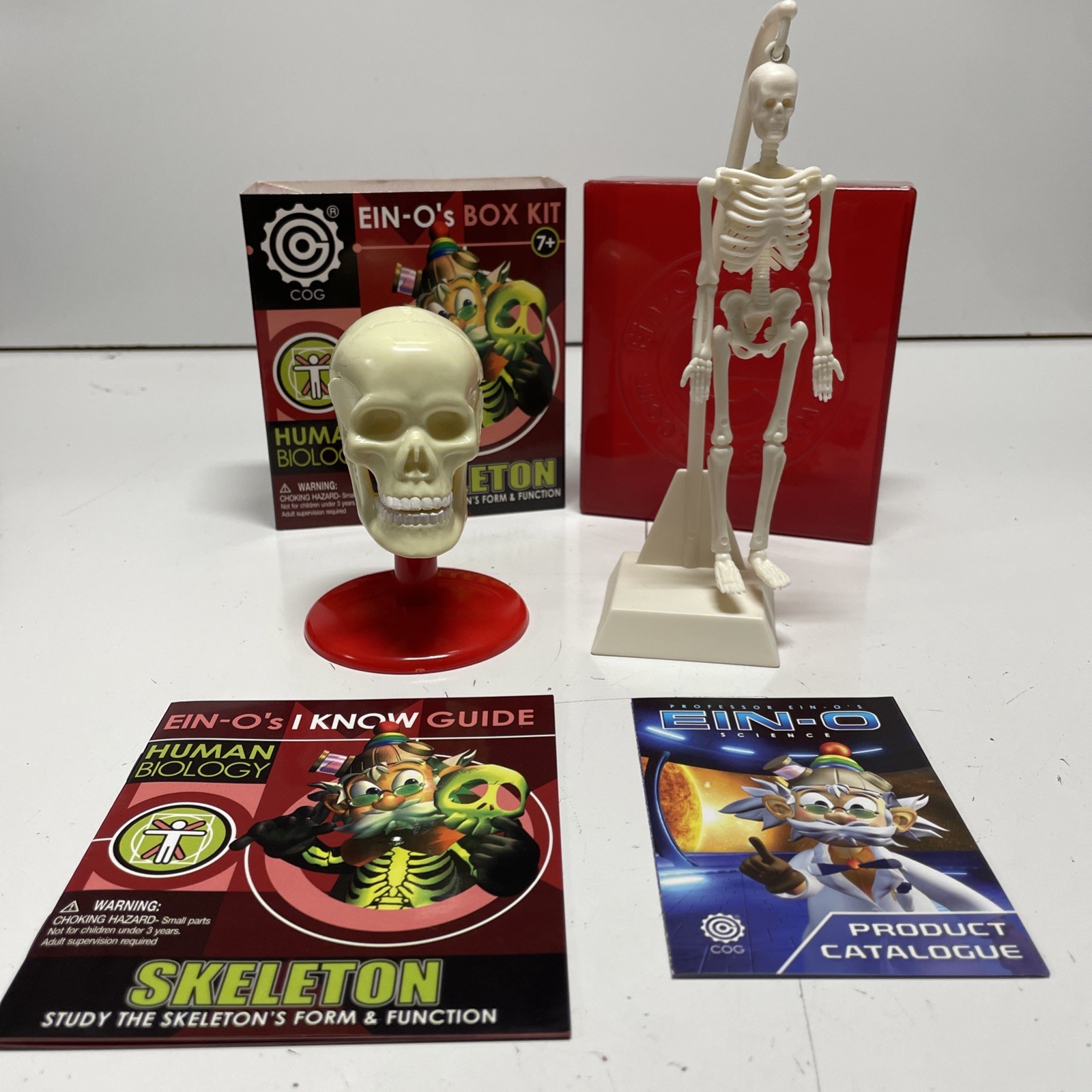 Ein-O’s – SKULL & SKELETON – Models of Human Skeleton – A STEM Science Toy