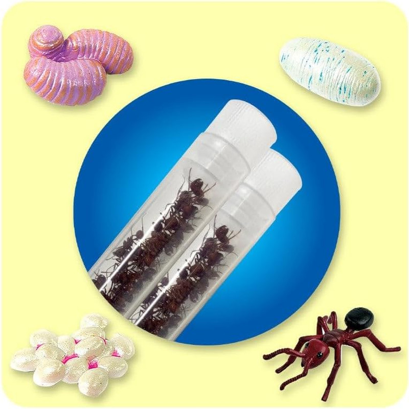 50 Live Western Harvester Ants – Grown in the USA – Includes Ant Life Cycle Stag