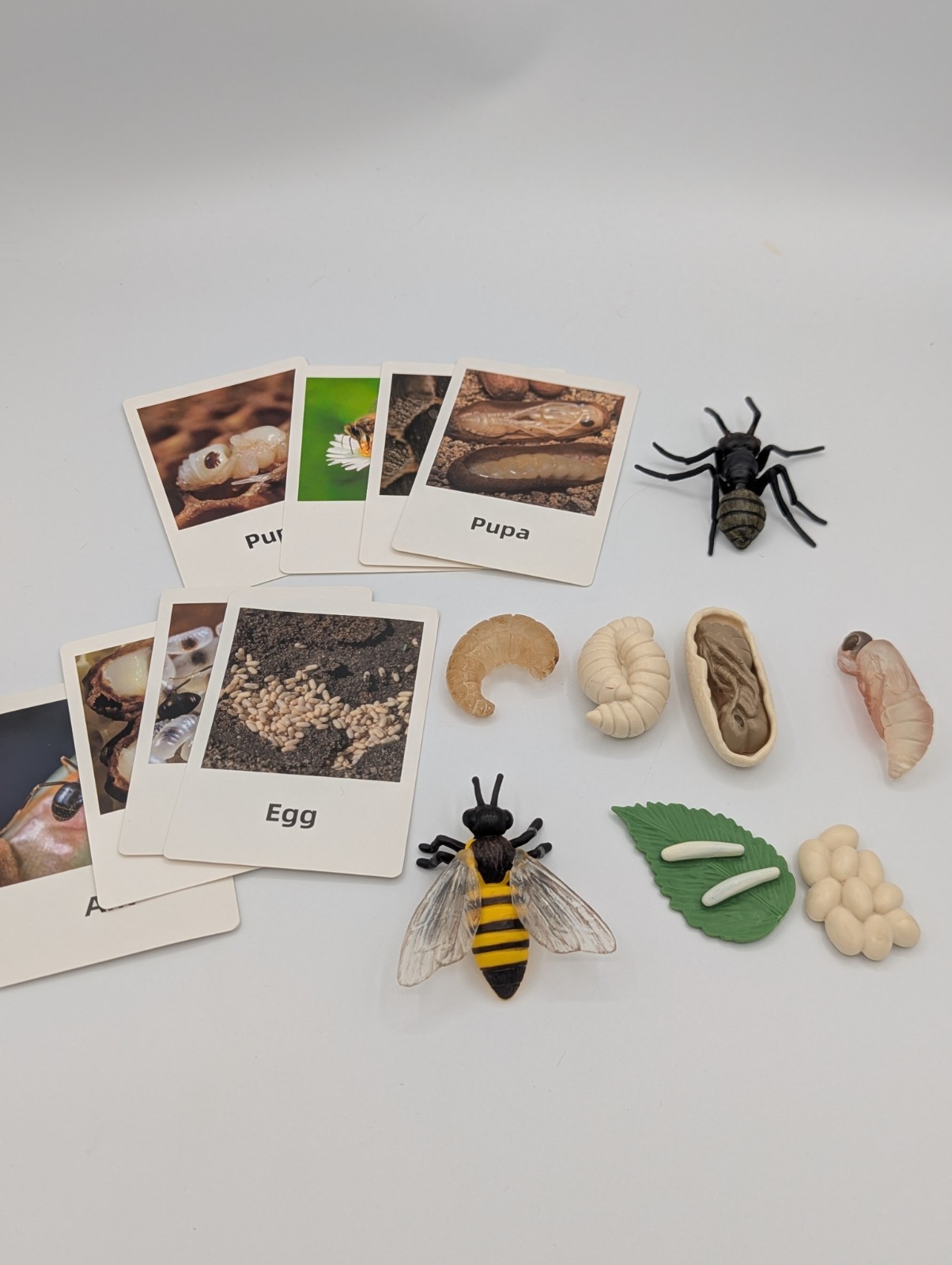 Montessori Educational Home School Bee & Ant Lifecycle Models W/ Flash Cards