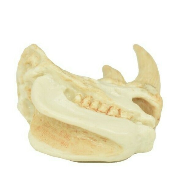 Rhino Rhinoceros Skull Plastic Toy Animal Kids Gift Realistic Figure 2″ F4119