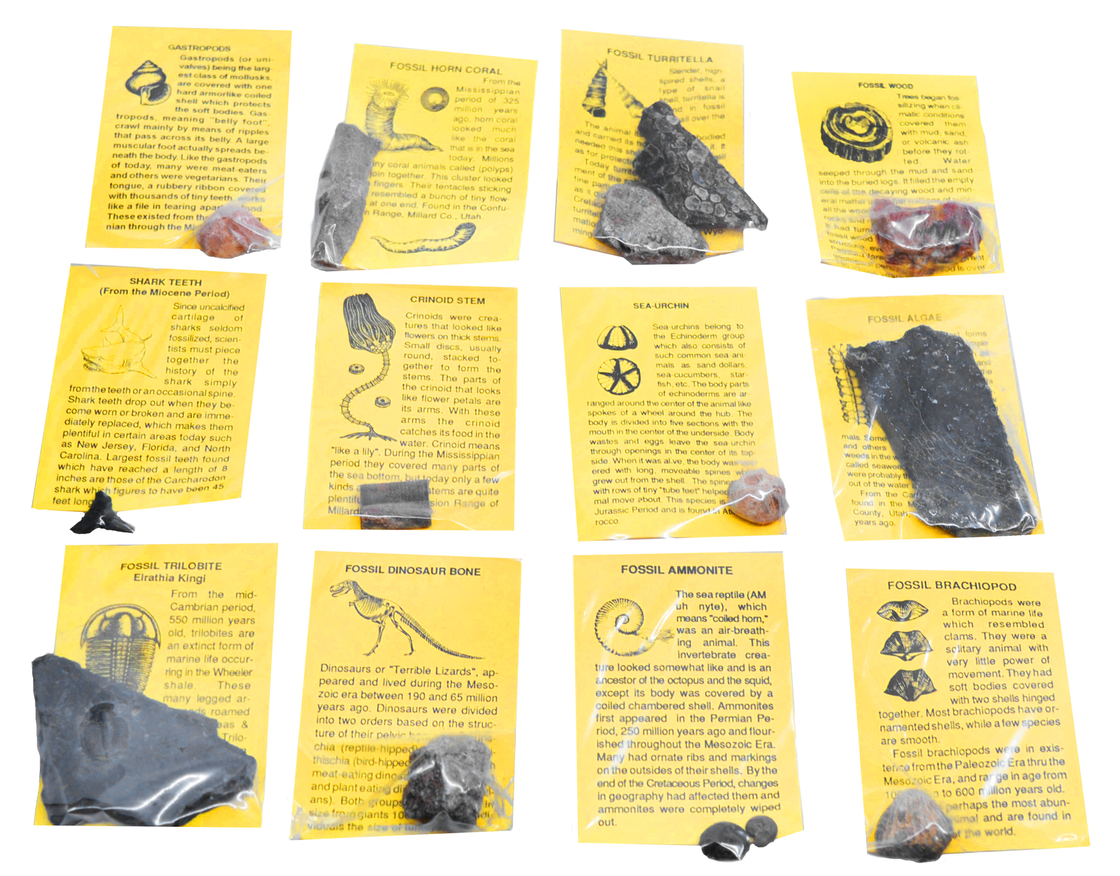 12 Piece Fossil Collection – Includes 12 Samples – Great For Kids Fossil Play –