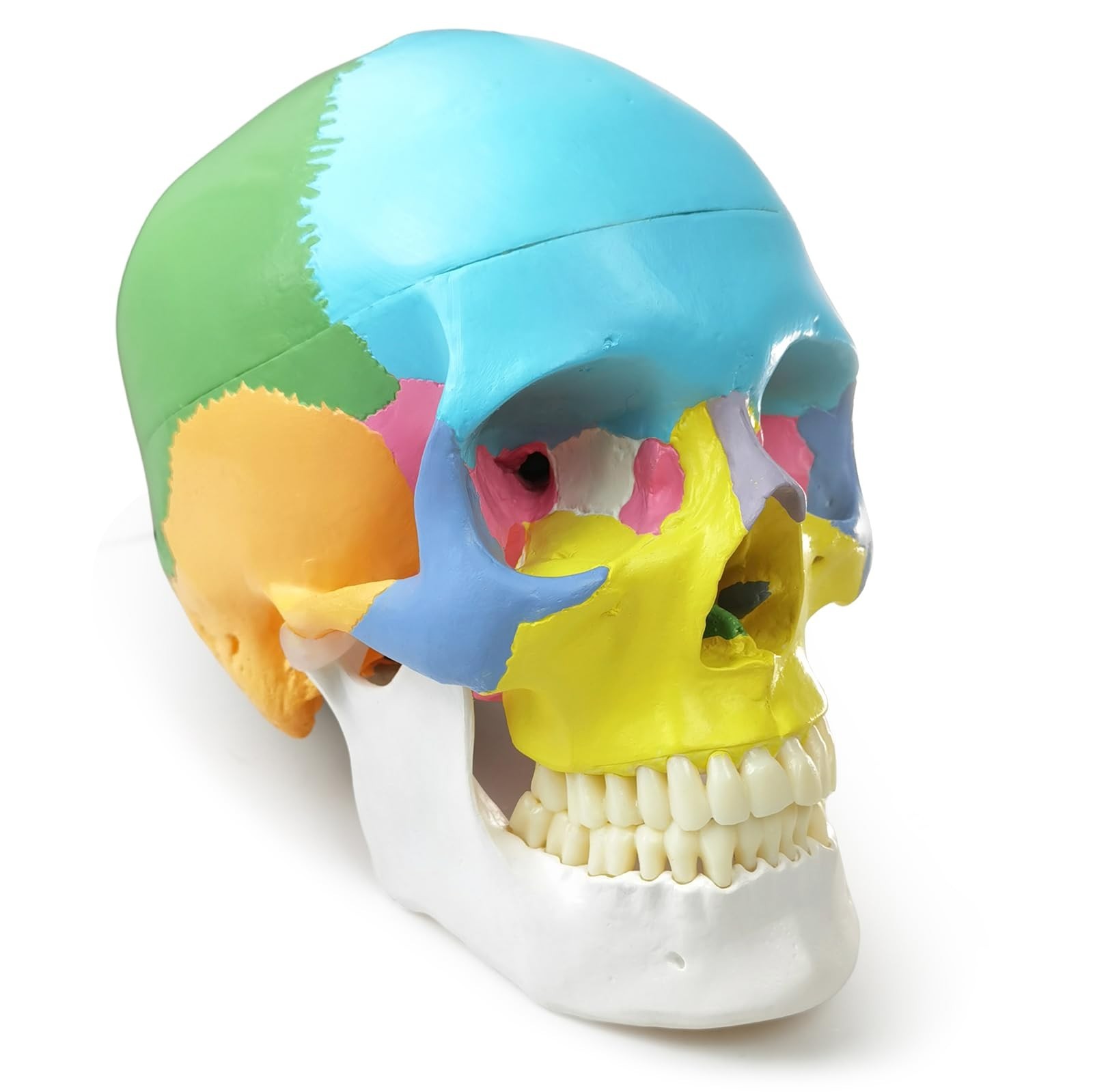 2026 New Anatomy Skull Model,Human Medical Skull Model Dental ClinicTeaching …