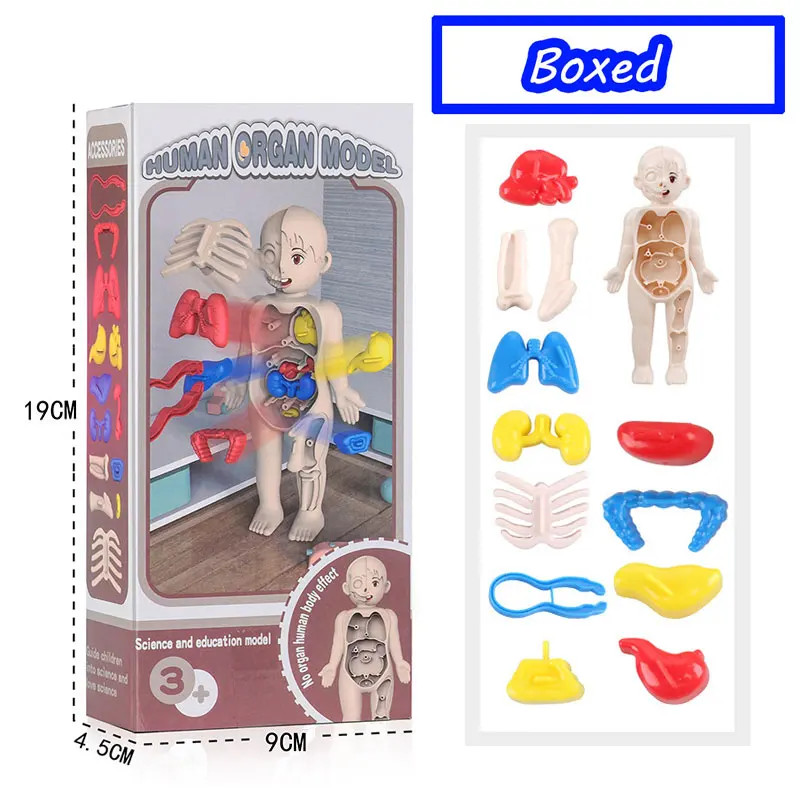 3D Human Body Torso Model Educational Assembly Learning DIY Toys Human Body Orga