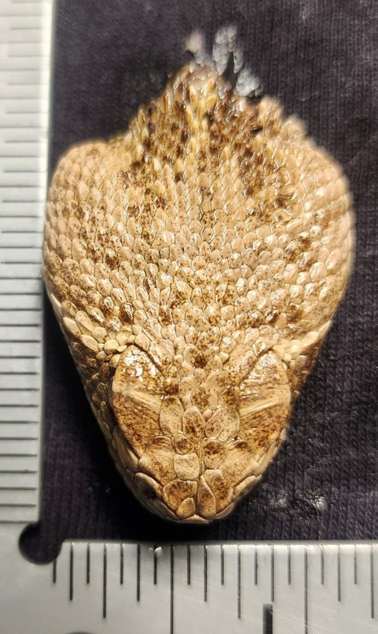 4 Puzzles!! Western Diamondback Rattlesnake Snake Skull FANGS SPECIMEN SK4C