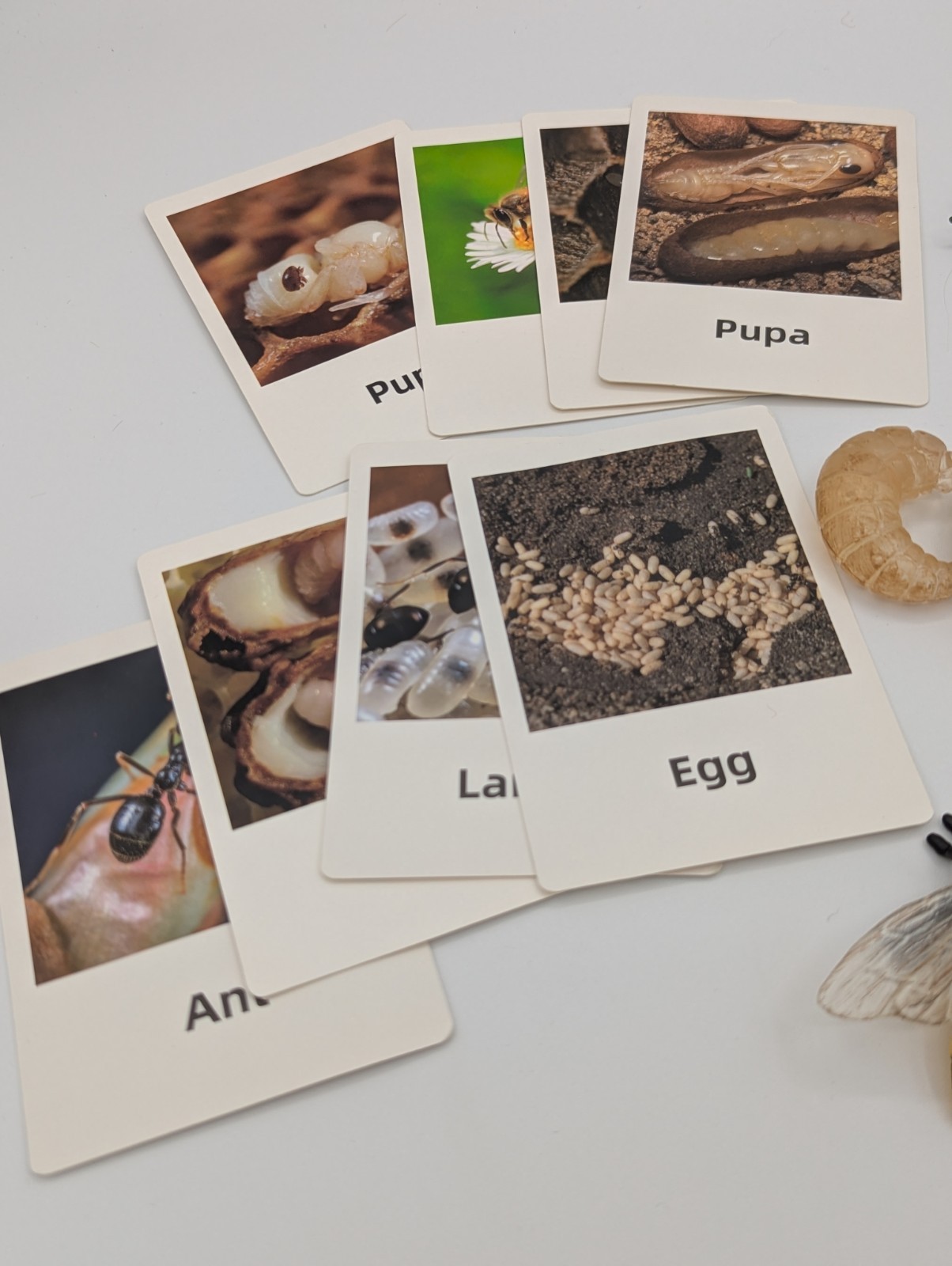Montessori Educational Home School Bee & Ant Lifecycle Models W/ Flash Cards
