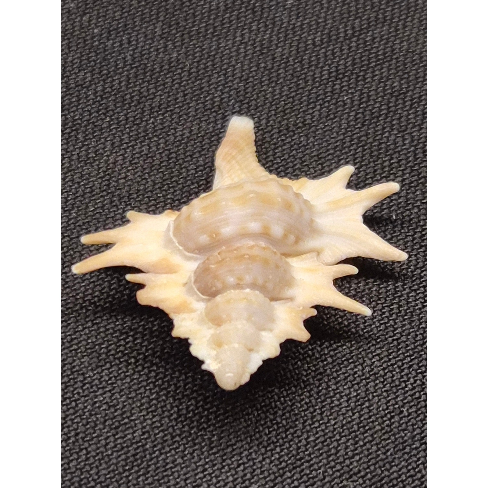 Apollon microstoma Seashell 32mm Bohol Philippines w/ Clover Label