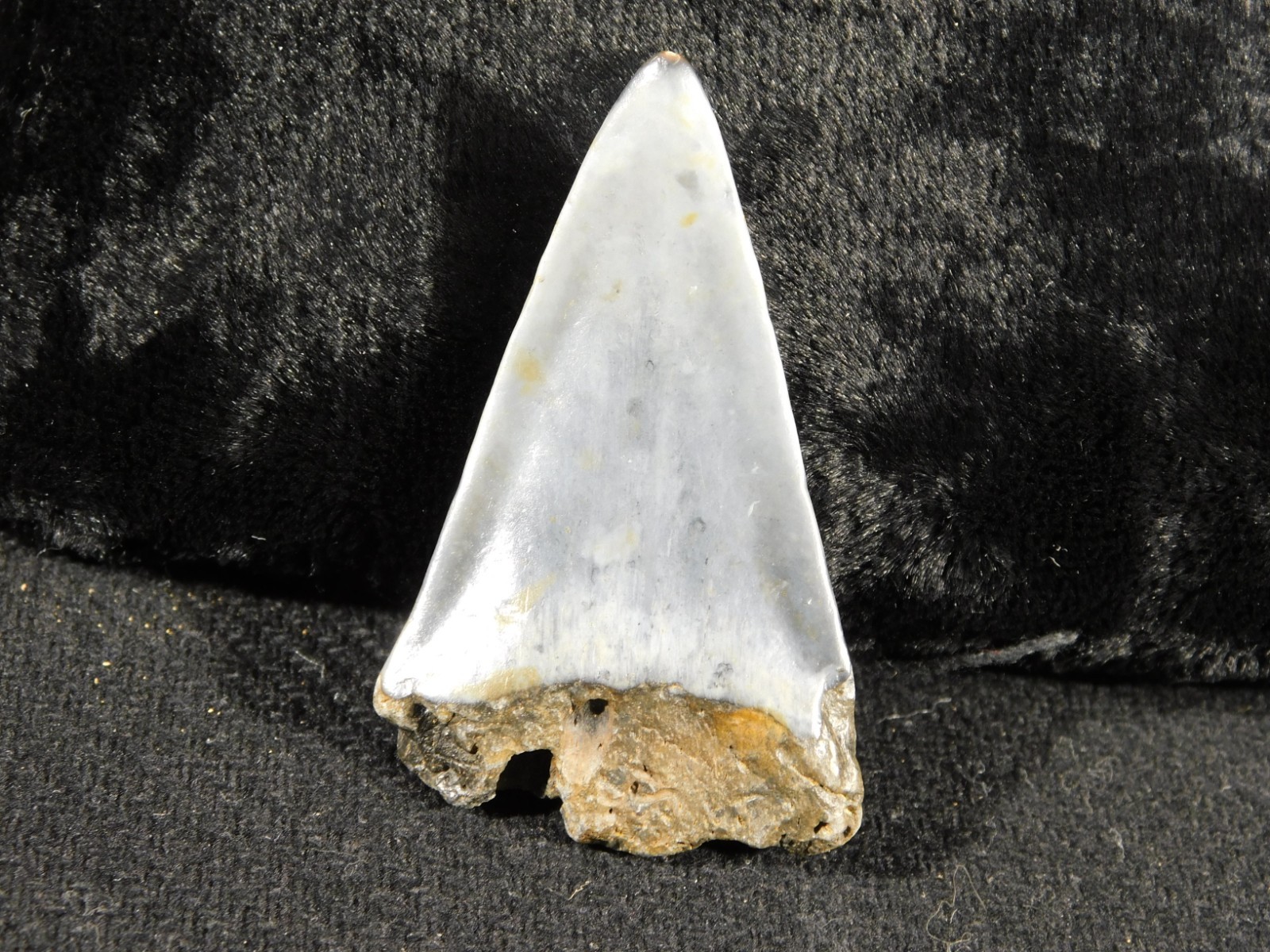 NICE! Ancestral Great WHITE SHARK Tooth Fossil 100% Natural 6.31