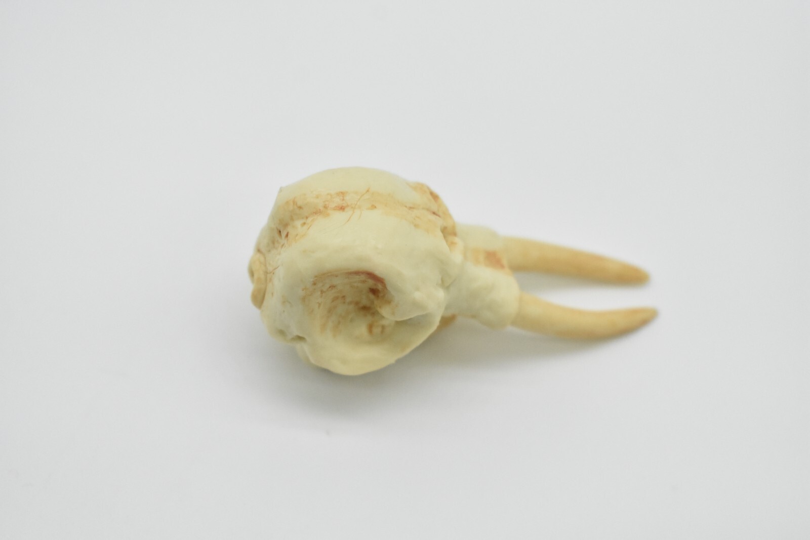 Elephant Skull, Very Nice Plastic Reproduction 2 1/2 inches long F4120 B193