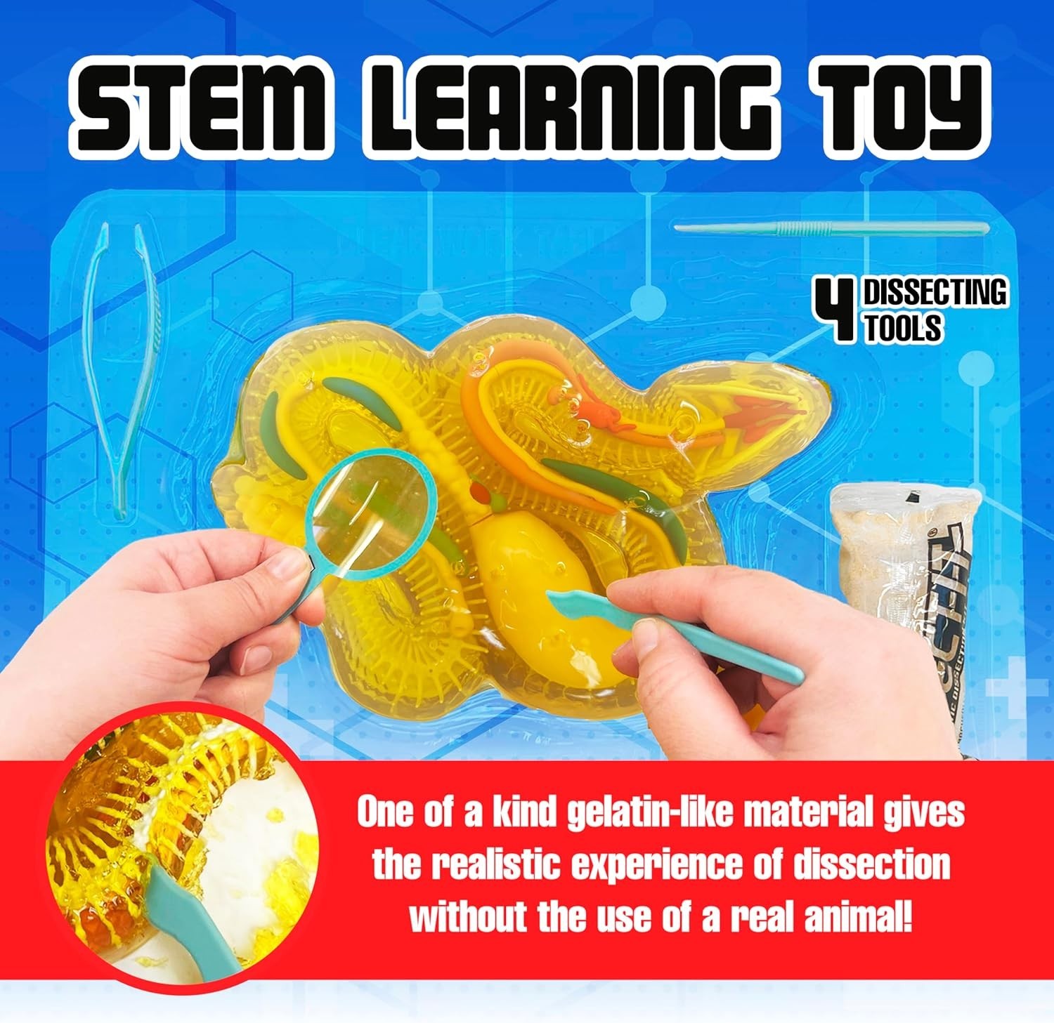 Rattlesnake Super Lab Kit for Kids, Synthetic Dissection Kids Science Kit to …