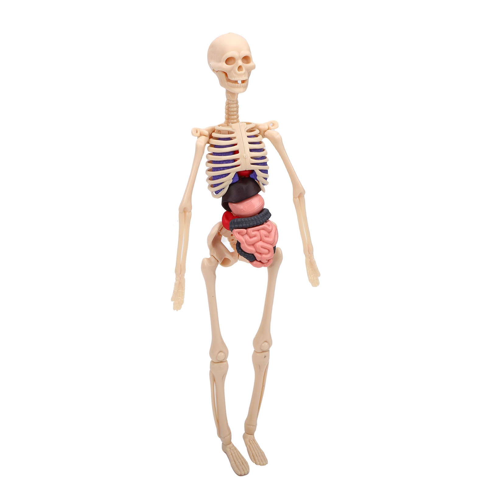 1-Clear Human Body Skeleton Model Kit 3D Human Anatomy Structure Model Kit