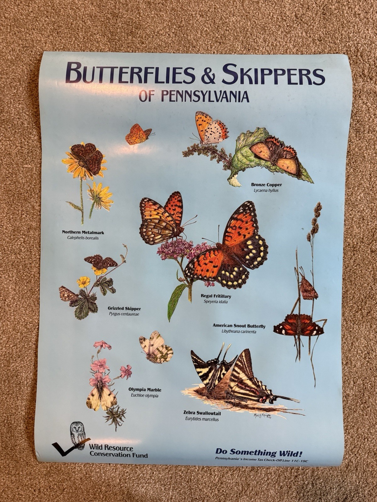 VTG Butterflies & Skippers Of Pennsylvania Conservation Fund 1993 Klinger Poster