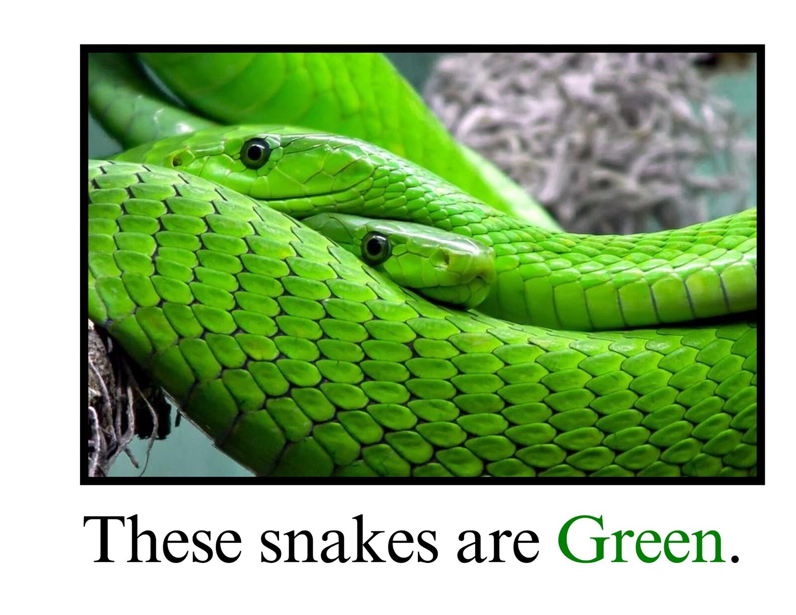 Green | Great And Green | LEARNING COLORS | Spiral Bound Picture Book
