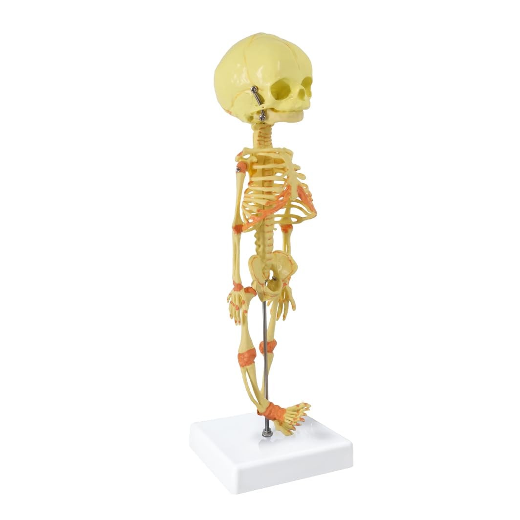 Human Fetus Skeleton, Single Head Human Newborn Baby Skeleton Model for Displ…