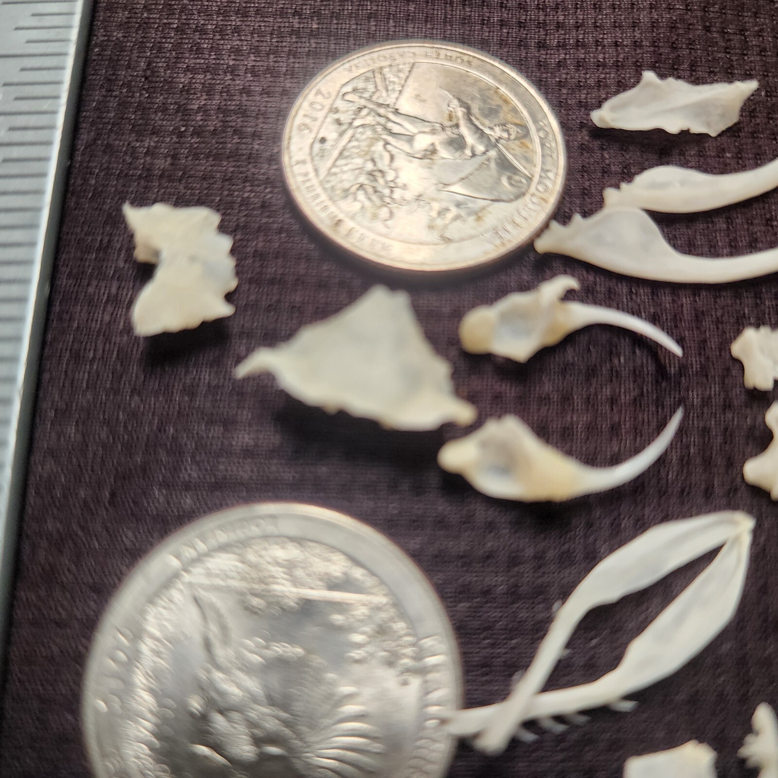 🔥Western Diamondback Rattlesnake Snake Skull Puzzle 34p FANGS SPECIMEN SK22