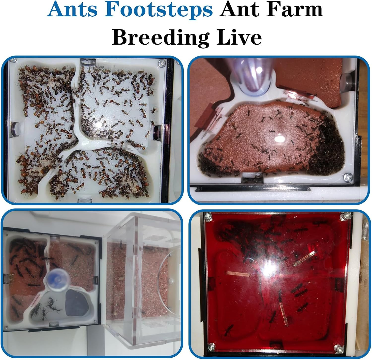 Ant Farm Nest Science DIY Terrarium Kit Care for Live Ants Ant Habitat with Wate