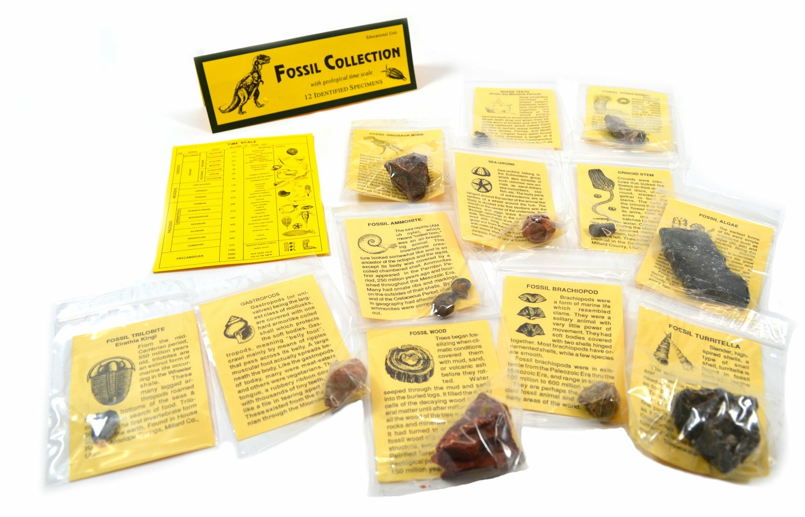 12 Piece Fossil Collection – Includes 12 Samples – Great For Kids Fossil Play –