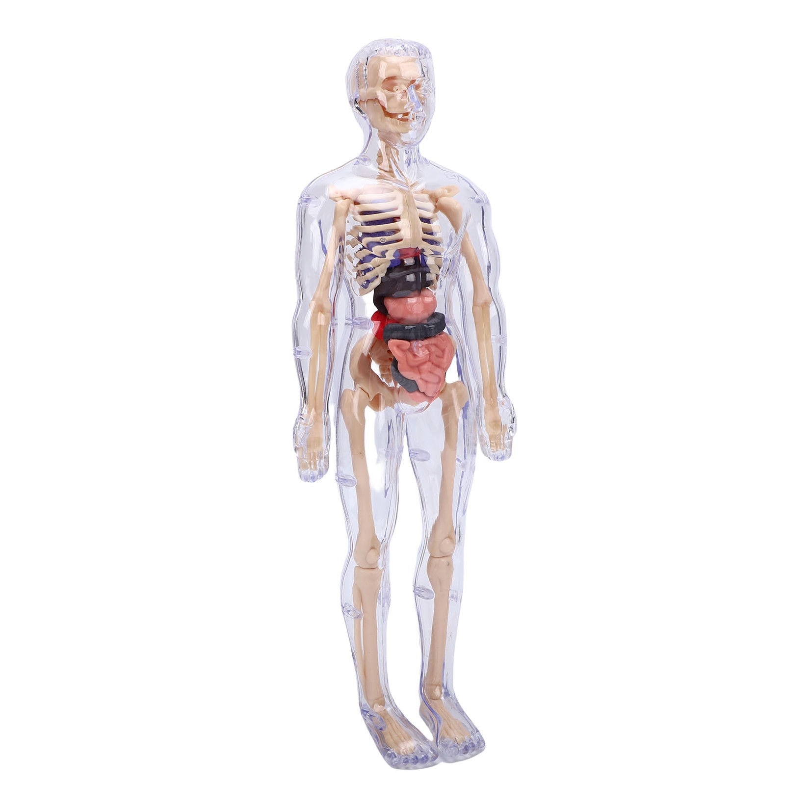 1-Clear Human Body Skeleton Model Kit 3D Human Anatomy Structure Model Kit